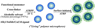 Graphical abstract: Ambient temperature synthesis of narrow or monodisperse, highly cross-linked, and “living” polymer microspheres by atom transfer radical precipitation polymerization