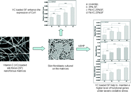 Graphical abstract: Vitamin C-reinforcing silk fibroin nanofibrous matrices for skin care application