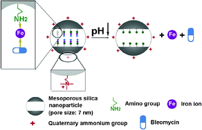 Graphical abstract: Amino/quaternary ammonium groups bifunctionalized large pore mesoporous silica for pH-responsive large drug delivery
