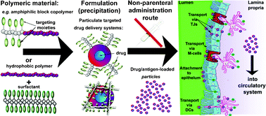 Graphical abstract: Particulate transepithelial drug carriers: barriers and functional polymers