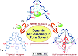 Graphical abstract: Reversible encapsulation of a nitrate guest via hydrogen-bonded self-assembled capsule formation by a flexible tripodal receptor in polar solvent through dynamic self-assembly