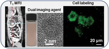 Graphical abstract: Fluorescein-polyethyleneimine coated gadolinium oxide nanoparticles as T1 magnetic resonance imaging (MRI)–cell labeling (CL) dual agents