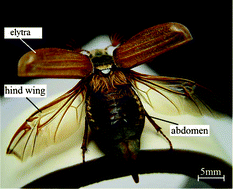 Graphical abstract: Structure and mechanical properties of beetle wings: a review