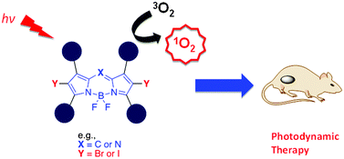 Graphical abstract: Boron dipyrromethene (BODIPY)-based photosensitizers for photodynamic therapy