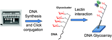 Graphical abstract: DNA glycoclusters and DNA-based carbohydrate microarrays: From design to applications
