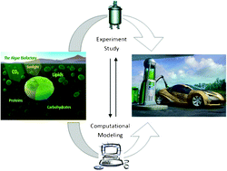 Graphical abstract: Recent developments in the production of liquid fuels via catalytic conversion of microalgae: experiments and simulations