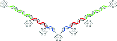 Graphical abstract: Programmable multimetallic linear nanoassemblies of ruthenium–DNA conjugates