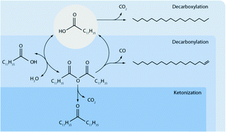 Graphical abstract: Selective deoxygenation of stearic acid via an anhydride pathway