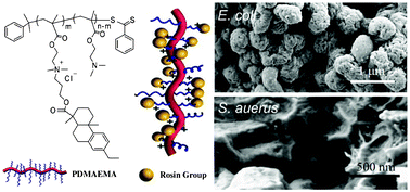 Graphical abstract: Amphipathic antibacterial agents using cationic methacrylic polymers with natural rosin as pendant group