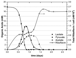 Graphical abstract: A study of the flavin response by Shewanella cultures in carbon-limited environments