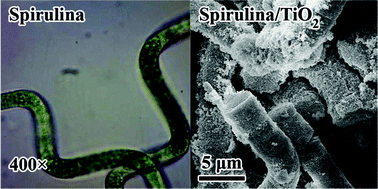 Graphical abstract: Bio-template synthesis of spirulina/TiO2 composite with enhanced photocatalytic performance