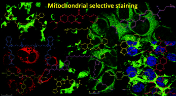 Graphical abstract: Selective mitochondrial staining with small fluorescent probes: importance, design, synthesis, challenges and trends for new markers