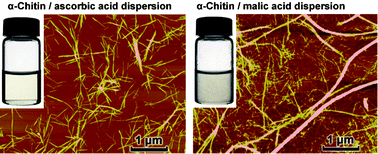 Graphical abstract: Improvement of nanofibrillation efficiency of α-chitin in water by selecting acid used for surface cationisation