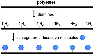 Graphical abstract: Aminolysis-based surface modification of polyesters for biomedical applications
