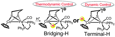 Graphical abstract: Synthesis, characterization and computational study of heterobimetallic CoFe complexes for mimicking hydrogenase