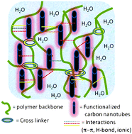 Graphical abstract: The reinforced hydrogel for drug loading: immobilization of single-walled carbon nanotubes in cross-linked polymers via multiple interactions
