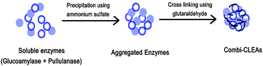 Graphical abstract: Carrier free co-immobilization of glucoamylase and pullulanase as combi-cross linked enzyme aggregates (combi-CLEAs)