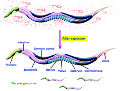 Graphical abstract: Translocation, transfer, and in vivo safety evaluation of engineered nanomaterials in the non-mammalian alternative toxicity assay model of nematode Caenorhabditis elegans