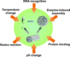 Graphical abstract: Biological stimuli and biomolecules in the assembly and manipulation of nanoscale polymeric particles