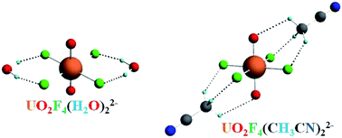 Graphical abstract: Observation and investigation of the uranyl tetrafluoride dianion (UO2F42−) and its solvation complexes with water and acetonitrile