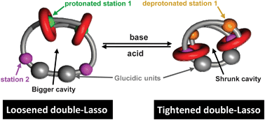Graphical abstract: Tightening or loosening a pH-sensitive double-lasso molecular machine readily synthesized from an ends-activated [c2]daisy chain