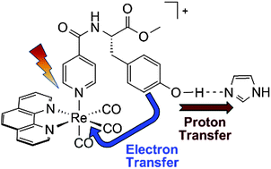 Graphical abstract: Photochemical tyrosine oxidation with a hydrogen-bonded proton acceptor by bidirectional proton-coupled electron transfer