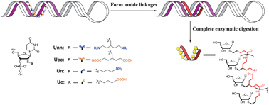 Graphical abstract: Templated synthesis of nylon nucleic acids and characterization by nuclease digestion
