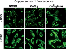 Graphical abstract: The challenges of using a copper fluorescent sensor (CS1) to track intracellular distributions of copper in neuronal and glial cells