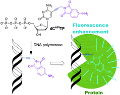 Graphical abstract: Labelling of nucleosides and oligonucleotides by solvatochromic 4-aminophthalimide fluorophore for studying DNA–protein interactions