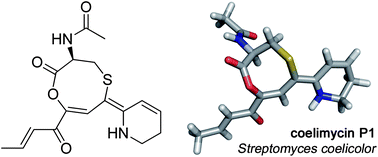 Graphical abstract: Structure and biosynthesis of the unusual polyketide alkaloid coelimycin P1, a metabolic product of the cpk gene cluster of Streptomyces coelicolor M145