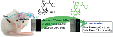 Graphical abstract: A fluorescent probe for rapid detection of hydrogen sulfide in blood plasma and brain tissues in mice