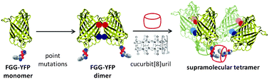 Graphical abstract: Cucurbit[8]uril-mediated protein homotetramerization