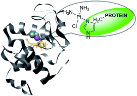 Graphical abstract: Interactions of anticancer Pt compounds with proteins: an overlooked topic in medicinal inorganic chemistry?
