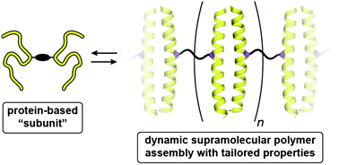 Graphical abstract: A modular synthetic platform for the construction of protein-based supramolecular polymers via coiled-coil self-assembly