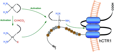 Graphical abstract: Activation of carboplatin and nedaplatin by the N-terminus of human copper transporter 1 (hCTR1)