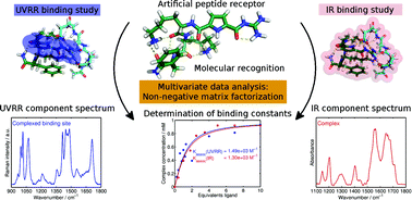 Graphical abstract: Quantitative label-free monitoring of peptide recognition by artificial receptors: a comparative FT-IR and UV resonance Raman spectroscopic study