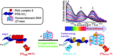 Graphical abstract: Selective label-free detection of G-quadruplex structure of human telomere by emission spectral changes in visible-and-NIR region under physiological condition through the FRET of a two-component PPE-SO3−–Pt(ii) complex ensemble with Pt⋯Pt, electrostatic and π–π interactions