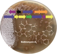 Graphical abstract: Identification and characterisation of the gene cluster for the anti-MRSA antibiotic bottromycin: expanding the biosynthetic diversity of ribosomal peptides
