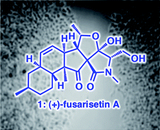 Graphical abstract: Fusarisetin A: scalable total synthesis and related studies