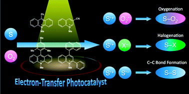 Graphical abstract: Selective photocatalytic reactions with organic photocatalysts