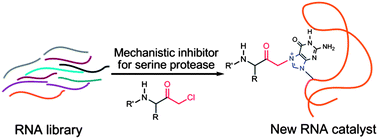 Graphical abstract: An RNA catalyst that reacts with a mechanistic inhibitor of serine proteases