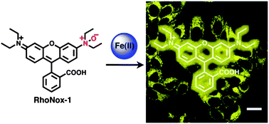Graphical abstract: A highly selective turn-on fluorescent probe for iron(ii) to visualize labile iron in living cells