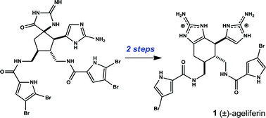 Graphical abstract: Total synthesis of ageliferin via acyl N-amidinyliminium ion rearrangement