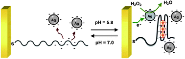 Graphical abstract: Controlling interfacial electron transfer and electrocatalysis by pH- or ion-switchable DNA monolayer-modified electrodes