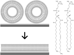 Graphical abstract: Composition and structure of mixed phospholipid supported bilayers formed by POPC and DPPC