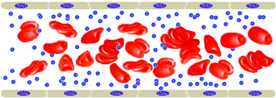 Graphical abstract: Influence of red blood cells on nanoparticle targeted delivery in microcirculation