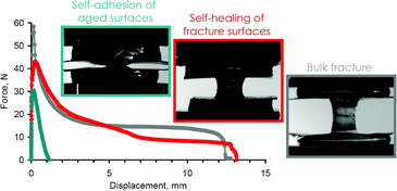 Graphical abstract: Activation and deactivation of self-healing in supramolecular rubbers
