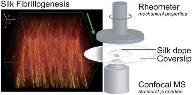Graphical abstract: Direct visualization of shear dependent silk fibrillogenesis