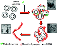 Graphical abstract: Lysozyme interaction with negatively charged lipid bilayers: protein aggregation and membrane fusion