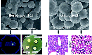 Graphical abstract: Development of formaldehyde-free agar/gelatin microcapsules containing berberine HCl and gallic acid and their topical and oral applications